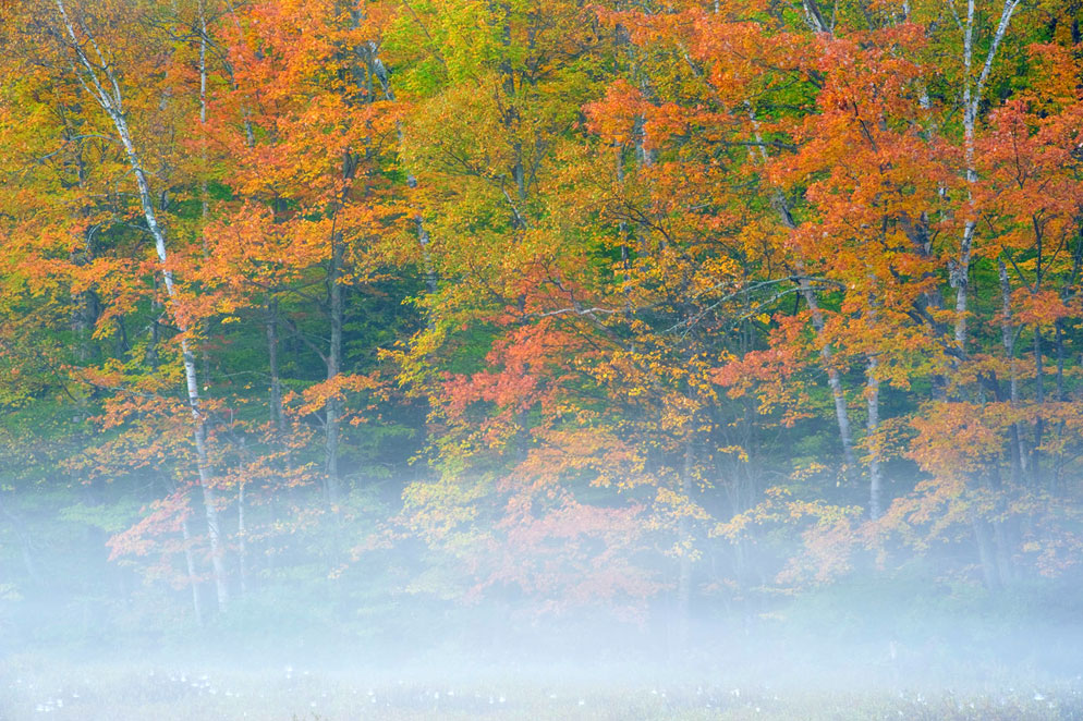 Foggy morning over colorful treetops — ideal lighting for saturated fall tones.