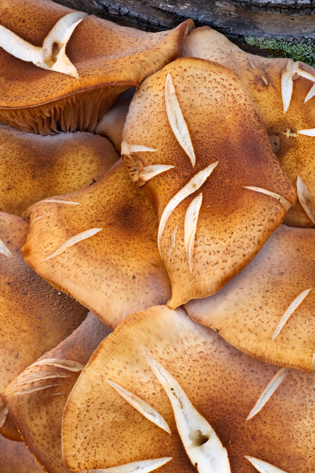 Close-up of wild mushrooms showcasing seasonal textures found on the forest floor.